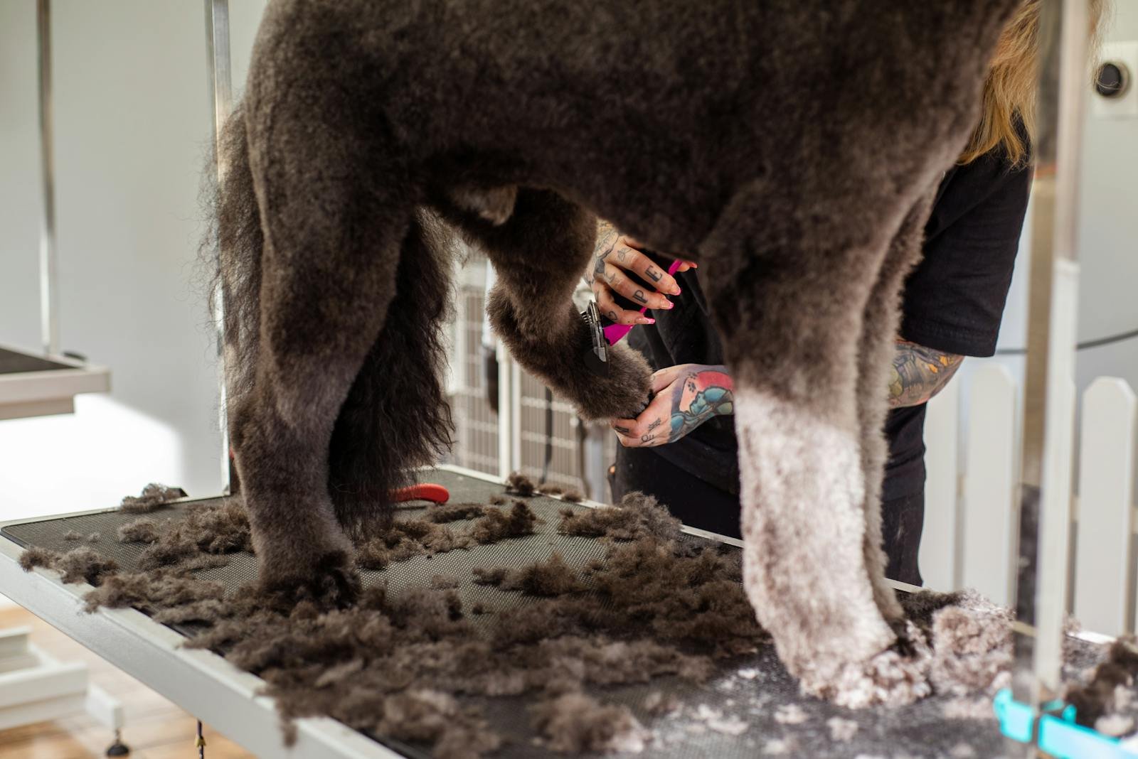 A professional groomer trimming a large dog's fur indoors, showcasing grooming tools.