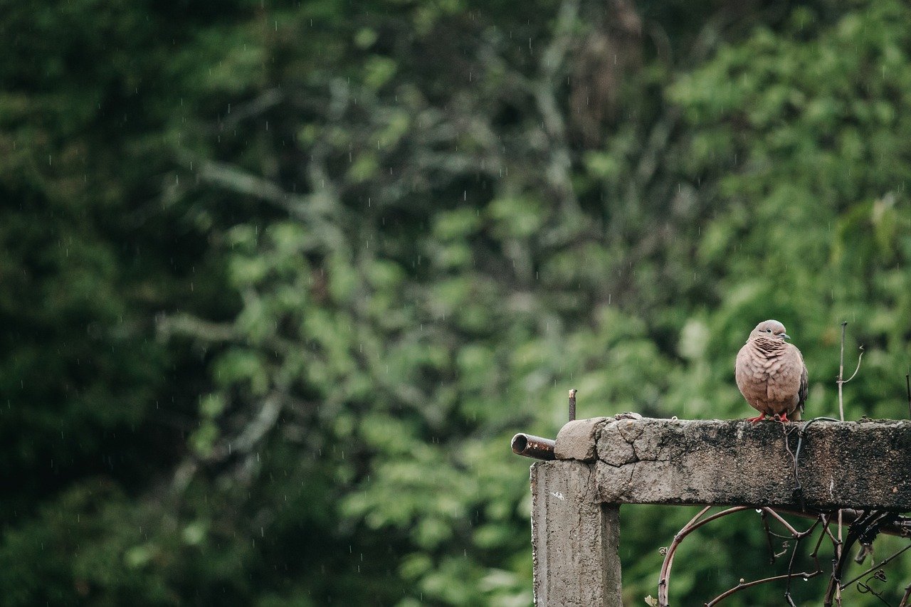 dove, bird, rain