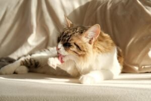 A fluffy domestic cat relaxing indoors while licking its paw in warm sunlight.