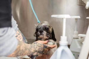 A Shih Tzu getting a bath by a tattooed groomer in a professional setting. Pet care in action.