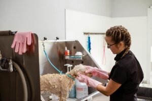 Professional groomer washing a curly-haired dog at a grooming salon with care.