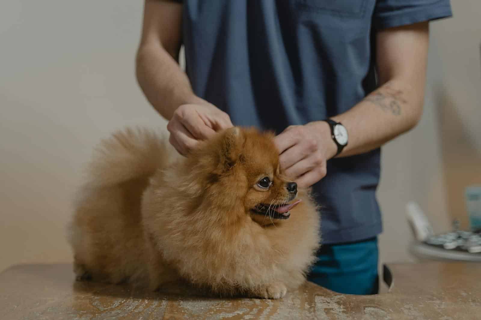 Cute Pomeranian dog getting a checkup at the vet clinic.