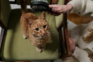 Charming ginger cat sitting calmly on a green armchair while being gently brushed indoors.