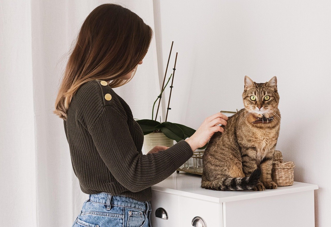 cat, woman, pet grooming, feline, animal, pet, pet grooming, pet grooming, pet grooming, nature, pet grooming, pet grooming